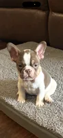 Sky, a female French Bulldog for sale in Goldsboro, NC – 10 of 10