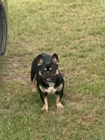 Princess , a female French Bulldog for sale in Goldsboro, NC – 1 of 4