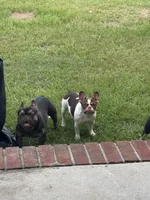 Sky, a female French Bulldog for sale in Goldsboro, NC – 8 of 10