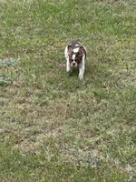 Sky, a female French Bulldog for sale in Goldsboro, NC – 9 of 10