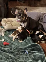 Princess , a female French Bulldog for sale in Goldsboro, NC – 3 of 4