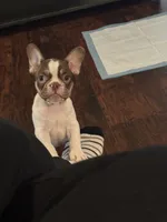 Sky, a female French Bulldog for sale in Goldsboro, NC – 4 of 10