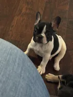 Dino, a male French Bulldog for sale in Goldsboro, NC – 1 of 9
