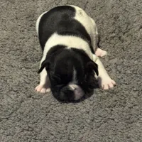 Dino, a male French Bulldog for sale in Goldsboro, NC – 3 of 9