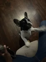 Dino, a male French Bulldog for sale in Goldsboro, NC – 7 of 9