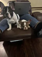 Dino, a male French Bulldog for sale in Goldsboro, NC – 5 of 9
