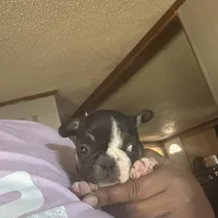 Dino, a male French Bulldog for sale in Goldsboro, NC – 4 of 9