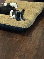 Dino, a male French Bulldog for sale in Goldsboro, NC – 9 of 9