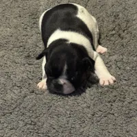 Dino, a male French Bulldog for sale in Goldsboro, NC – 6 of 9