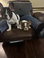 Dino, a male French Bulldog for sale in Goldsboro, NC – 8 of 9