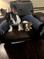 Dino, a male French Bulldog for sale in Goldsboro, NC – 2 of 9