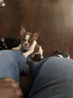 Sky, a female French Bulldog for sale in Goldsboro, NC – 5 of 10