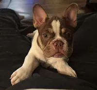 Sky, a female French Bulldog for sale in Goldsboro, NC – 7 of 10