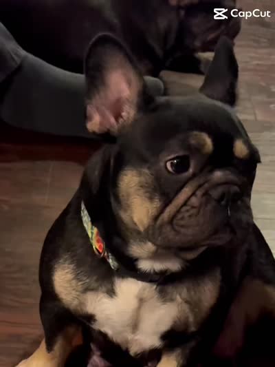 Princess , a female French Bulldog for sale in Goldsboro, NC – 4 of 4