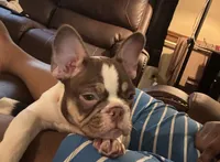Sky, a female French Bulldog for sale in Goldsboro, NC – 3 of 10