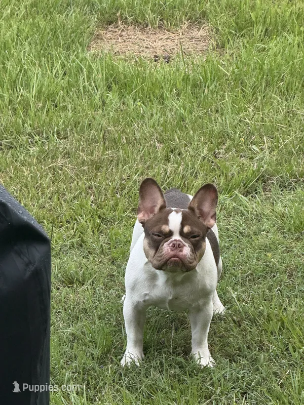 Sky – French Bulldog puppy for sale in Goldsboro, NC