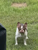 Sky, a female French Bulldog for sale in Goldsboro, NC – 1 of 10