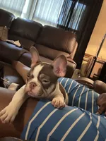 Sky, a female French Bulldog for sale in Goldsboro, NC – 2 of 10