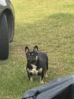 Princess , a female French Bulldog for sale in Goldsboro, NC – 2 of 4