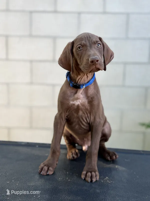 Blue  – German Shorthaired Pointer puppy for sale in Shafter, CA