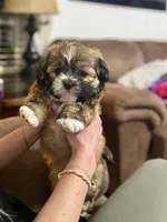 Baby boy, a male Shih Tzu for sale in Pea Ridge, AR – Photo 2 of 5