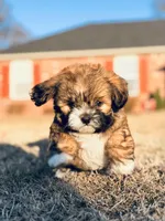 Baby boy, a male Shih Tzu for sale in Pea Ridge, AR – Photo 1 of 5