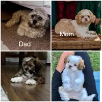 Baby boy, a male Shih Tzu for sale in Pea Ridge, AR – Photo 4 of 5