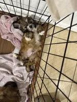 Baby boy, a male Shih Tzu for sale in Pea Ridge, AR – Photo 5 of 5