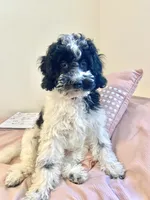 Jasper - F1b mini cavapoo, a male Cavapoo and Poodle - Miniature  for sale in Pell City, AL – 6 of 8