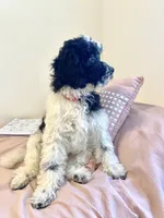 Jasper - F1b mini cavapoo, a male Cavapoo and Poodle - Miniature  for sale in Pell City, AL – 7 of 8