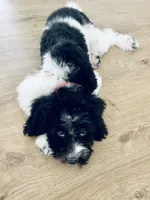 Jasper - F1b mini cavapoo, a male Cavapoo and Poodle - Miniature  for sale in Pell City, AL – 3 of 8
