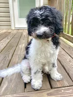 Jasper - F1b mini cavapoo, a male Cavapoo for sale in Pell City, AL – 2 of 8