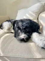 Jasper - F1b mini cavapoo, a male Cavapoo and Poodle - Miniature  for sale in Pell City, AL – 5 of 8