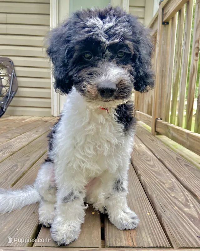 Jasper - F1b mini cavapoo, a male Cavapoo for sale in Pell City, AL – 1 of 8