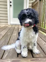 Jasper - F1b mini cavapoo, a male Cavapoo for sale in Pell City, AL – 4 of 8
