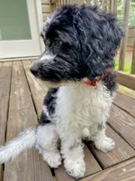 Jasper - F1b mini cavapoo, a male Cavapoo for sale in Pell City, AL – 3 of 8