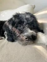 Jasper - F1b mini cavapoo, a male Cavapoo and Poodle - Miniature  for sale in Pell City, AL – 4 of 8