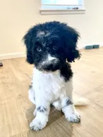 Jasper - F1b mini cavapoo, a male Cavapoo and Poodle - Miniature  for sale in Pell City, AL – 2 of 8