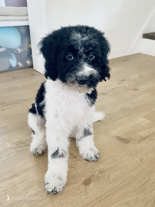 Jasper - F1b mini cavapoo – Cavapoo, Poodle - Miniature  puppy for sale in Pell City, AL