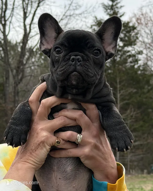 Runt – French Bulldog puppy for sale in Chesterfield Court House, VA