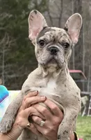 Little Girl, a female French Bulldog for sale in Chesterfield Court House, VA – Photo 1 of 2