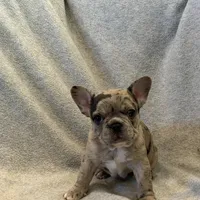 Little Girl, a female French Bulldog for sale in Chesterfield Court House, VA – Photo 2 of 2