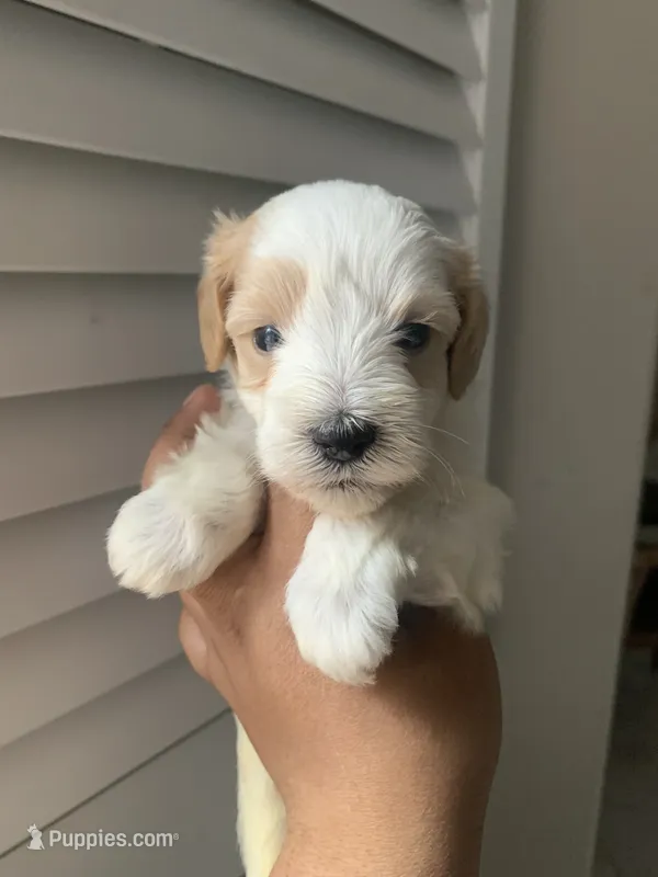 Akc Rocky – Miniature Schnauzer puppy for sale in San Antonio, TX