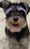 Akc mini schnauzers , a  Miniature Schnauzer for sale in San Antonio, TX – Photo 1 of 2