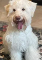 Akc mini schnauzers , a  Miniature Schnauzer for sale in San Antonio, TX – Photo 2 of 2