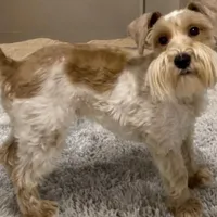 Akc mini schnauzers (confirmed), a  Miniature Schnauzer for sale in San Antonio, TX – Photo 1 of 7