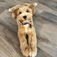 Akc mini schnauzers (confirmed), a  Miniature Schnauzer for sale in San Antonio, TX – Photo 6 of 7