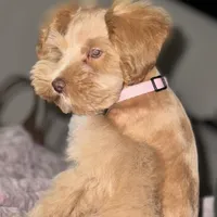 Akc mini schnauzers (confirmed), a  Miniature Schnauzer for sale in San Antonio, TX – Photo 3 of 7