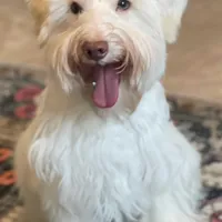 Akc mini schnauzers (confirmed), a  Miniature Schnauzer for sale in San Antonio, TX – Photo 2 of 7