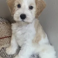 Akc mini schnauzers (confirmed), a  Miniature Schnauzer for sale in San Antonio, TX – Photo 5 of 7